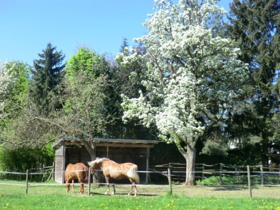 Natur Coaching Dagmar Konrad